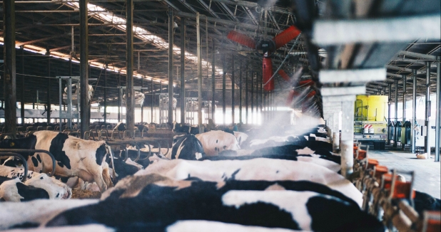 General: Bovine temperature regulation system Dairy cow heat stress mitigation system Livestock climate control Specific types of systems: Evaporative cooling system for cows (for misters and fans) Conductive cooling mats for cows (for mats that absorb heat) Udder cooling system (for systems that target the udder) Solar-powered cow cooling system (for systems powered by renewable energy)